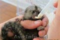 ADN a testat maimuțe de marmoset masculi și femele pentru adopție