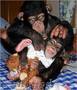 Maimuță cimpanzeu pentru adopție